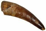 Fossil Spinosaurus Tooth - Real Dinosaur Tooth #355698-1